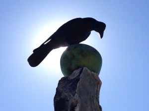 Click above on the feasting flyer to flip to a story of a suburban bird love triangle.