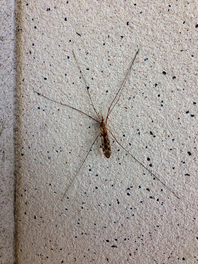 bugonawall_phone_edit