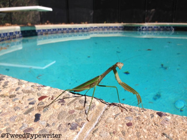 prayingmantis_pac_edit